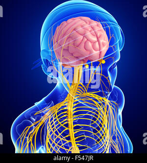 Darstellung der weiblichen Nervensystem Kunstwerk Stockfoto