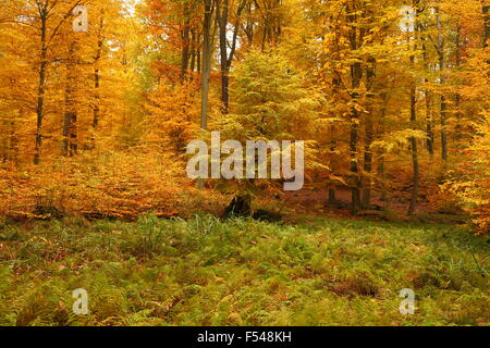 Farbige Bäume und Farne: Indian Summer in der Welt Erbe natürliche Bereich Grumsin in Brandenburg Deutschland Stockfoto