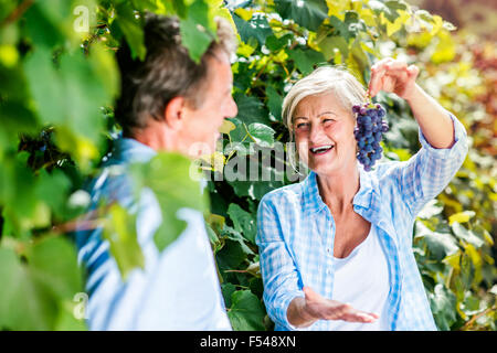 Paar Trauben ernten Stockfoto