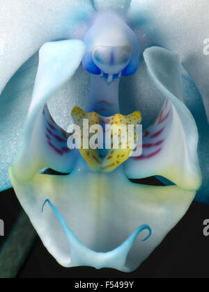 Blau Phalaenopsis Orchidee, Makro Stockfoto