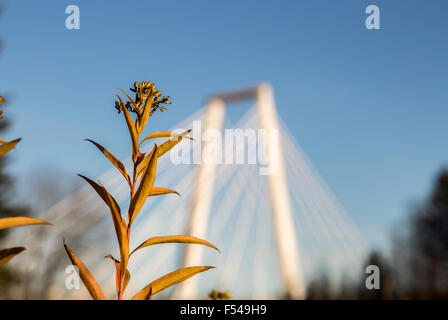 Rosebay Weidenröschen (Weidenröschen) vor Kabelbrücke in Umeå, Schweden. Stockfoto