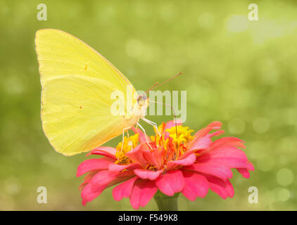 Verträumte Bild von einem hellen gelben wolkenlosen Schwefel Schmetterling Stockfoto