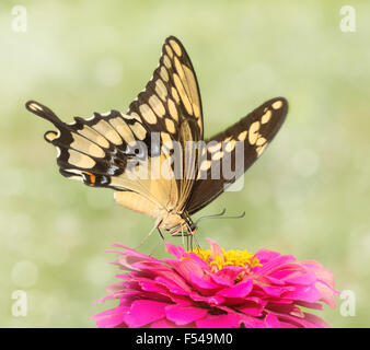 Verträumte Bild von einem riesigen Schwalbenschwanz Schmetterling Fütterung auf eine rosa Blume Zinnie Stockfoto