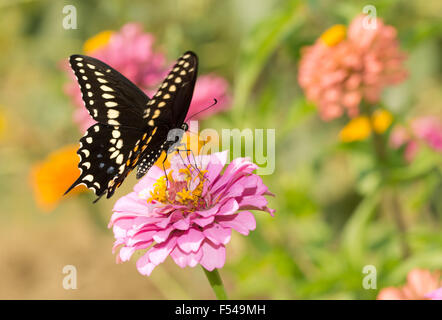 Östlichen schwarzen Schwalbenschwanz Schmetterling Fütterung auf eine rosa Zinnia im Sommergarten Stockfoto