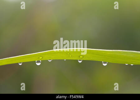 Ein Grashalm nach eine Regen Sturm durchlaufen hat. Eine Nahaufnahme von den Regentropfen hängen von der Klinge. Stockfoto