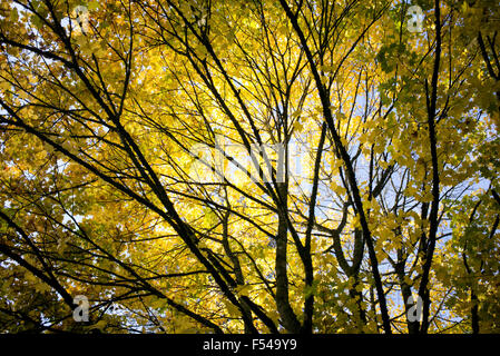 Acer Platanoides Palmatifidum. Spitz-Ahorn Baumkronen im Herbst Stockfoto