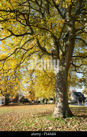 Acer pseudoplatanus. Platanen auf Kingham Village Green im Herbst. Cotswolds, Oxfordshire, England Stockfoto