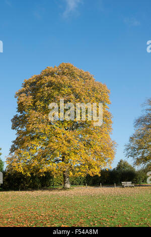 Acer pseudoplatanus. Platanen auf Kingham Village Green im Herbst. Cotswolds, Oxfordshire, England Stockfoto