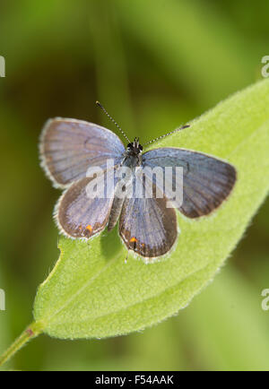 Dorsalansicht einen Ost-tailed Blue Butterfly ruht auf einem Blatt Stockfoto