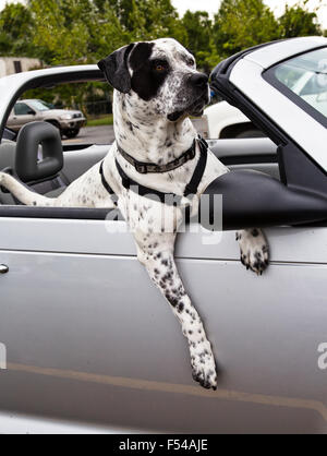 Amerikanische Bulldogge gekreuzt mit deutschen Kurzhaar-Pointer, für eine Fahrt. Stockfoto