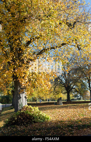 Acer pseudoplatanus. Platanen auf Kingham Village Green im Herbst. Cotswolds, Oxfordshire, England Stockfoto