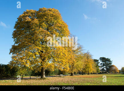 Acer Pseudoplatanus. Platanen auf Kingham grün im Herbst. Cotswolds, Oxfordshire, England Stockfoto