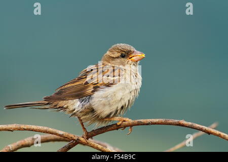 weiblicher Haussperling Essen Maize Samen auf einem Zweig (Passer Domesticus) Stockfoto