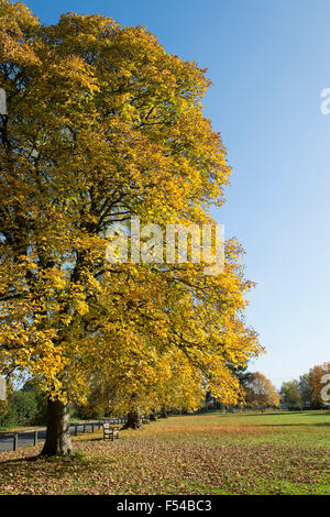 Acer pseudoplatanus. Platanen auf Kingham Village Green im Herbst. Cotswolds, Oxfordshire, England Stockfoto