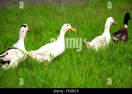 Indische Enten auf der Suche nach Nahrung in einer Schlange Stockfoto