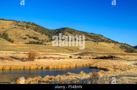 Wildnis-Landschaft mit Fluss und Bison, Yellowstone-Nationalpark. Stockfoto