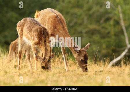 Damwild-Herde weiden auf einer Lichtung (Dama) Stockfoto