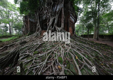 Wurzeln, die abfließende Tempel in Koh Ker, Kambodscha Stockfoto