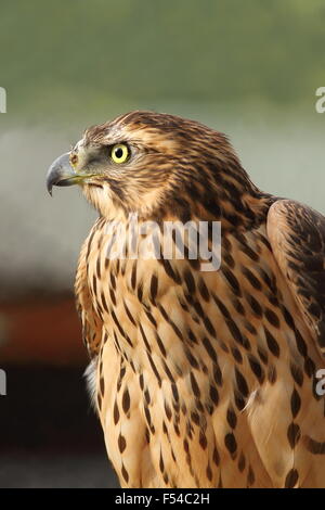 Porträt des eurasischen Sperber (Accipiter Nisus), detail Stockfoto