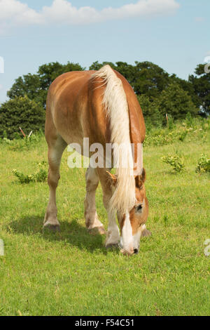 Belgische Zugpferd auf der Weide grasen Stockfoto