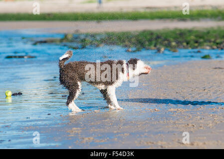 Spanische Wasserhund Spaß am Strand zu trocknen Stockfoto