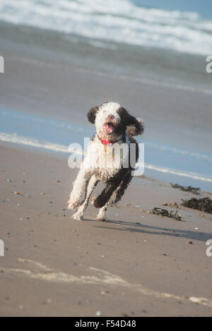 Spanische Wasserhund Spaß am Strand Stockfoto