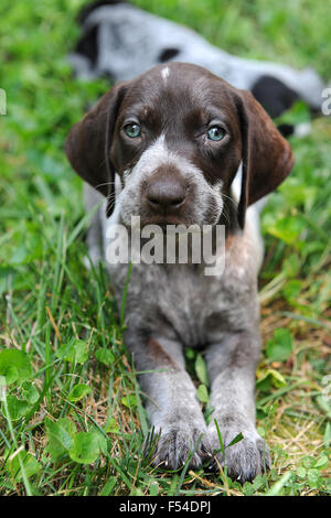 Kurzen Haaren deutscher Vorstehhund Welpen Verlegung auf dem Rasen Stockfoto