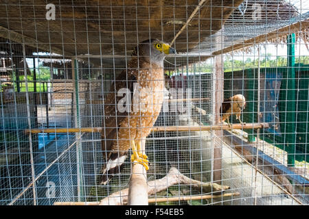 Crested Serpent Eagle (Spilornis Cheela) in Gefangenschaft, Bohol, Philippinen Stockfoto