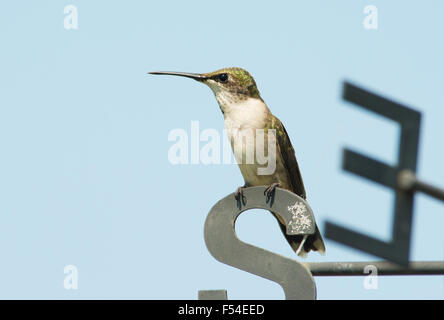 Kolibri sitzen auf Buchstaben s eine Wetterfahne, gegen blauen Himmel Stockfoto