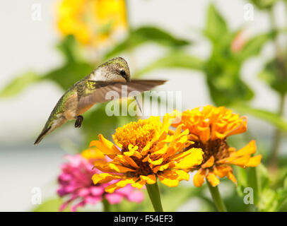 Ruby – Throated Kolibri Fütterung auf eine helle orange Zinnia Blume im Sommergarten Stockfoto