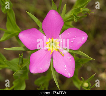 Sabatia Campestris, Wiese rosa oder Texas Star, blühen ist Sommer Stockfoto