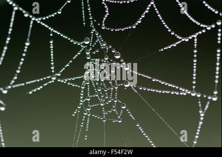 Spinnennetz mit Wassertropfen drauf nach einer frostigen Nacht der frühen Aumtumn. Yorkshire, Vereinigtes Königreich. Stockfoto