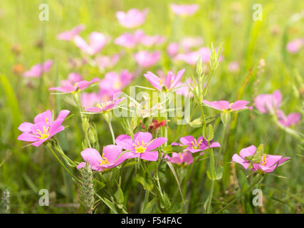 Wiese rosa, Sabatia Campestris Blumen wachsen auf einer sonnigen Sommerwiese Stockfoto