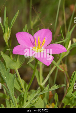 Wiese rosa Blume Sabatia Campestris im Sommer Stockfoto