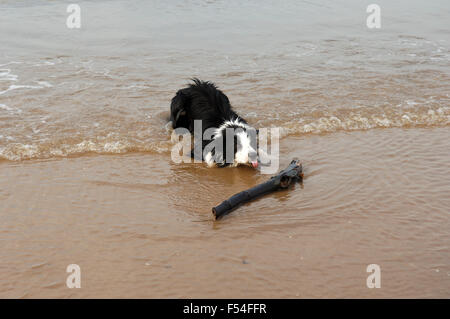 Border-Collie Hund mit Stock im Meer in Formby in Merseyside England Uk Stockfoto