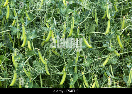 Nnette gelbe Felderbsen auf Reben 'Pisum sativum', die auf dem Feld wachsen. Stockfoto