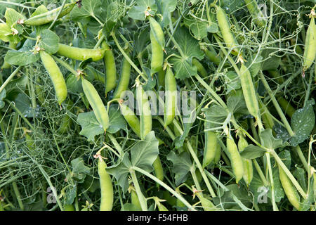 Nahaufnahme der Nette gelbe Feld Erbsen auf Reben "Pisum Sativum". Stockfoto