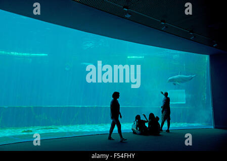 Aquarium von Genua, Porto Antico, Dolphin Bay, Ligurien, Italien Stockfoto