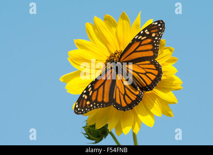 Weibliche Monarchfalter Fütterung auf eine helle gelbe wilden Sonnenblume gegen blauen Himmel Stockfoto