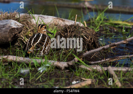 Wilson's Snipe versucht zu verbergen Stockfoto