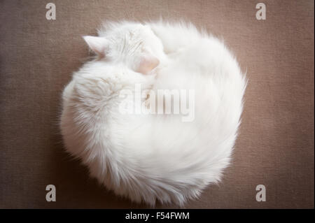 Türkische Angora Katze zusammengerollt, Ankara Kedisi oder Ankara Katze heimischen Rasse weiße Langhaar Katze, Tier schlafen Blick von oben Stockfoto