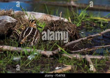 Wilson's Snipe versucht zu verbergen Stockfoto