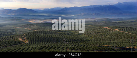 Blick auf Olivenhaine und Naturpark Sierra Magina aus Ubeda in Andalusien Spanien Stockfoto