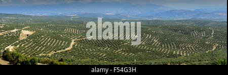 Blick auf Olivenhaine und Naturpark Sierra Magina aus Ubeda in Andalusien Spanien Stockfoto