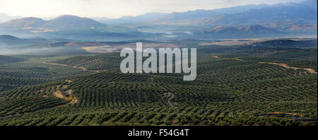 Panoramablick über Olivenhaine und Naturpark Sierra Magina aus Ubeda in Andalusien, Spanien. Stockfoto