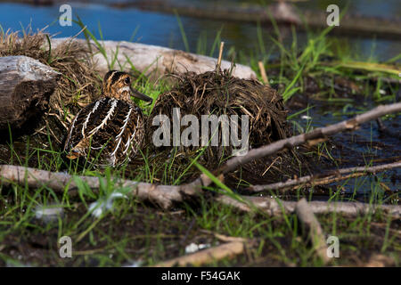 Wilson's Snipe versucht zu verbergen Stockfoto