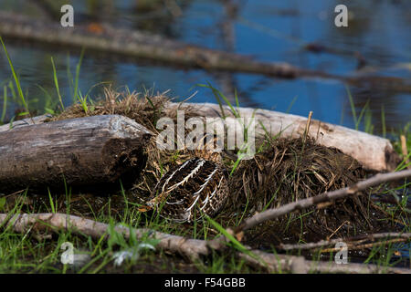 Wilson's Snipe versucht zu verbergen Stockfoto