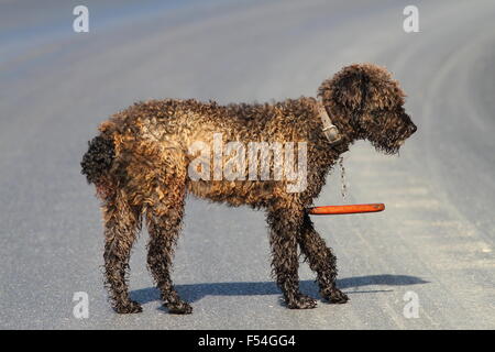 dunkle rumänischen traditionellen Schäferhund stehend auf einer Bergstraße in der Nähe der Schäferei Stockfoto