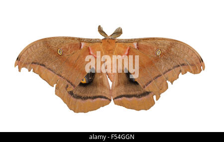 Polyphemus Motte isoliert auf weiss Stockfoto