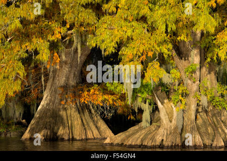 Herbst Cypress Dauterive See Stockfoto